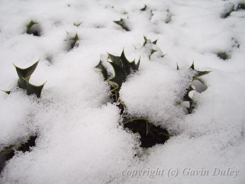 Holly in Snow, Greenwich Park IMGP7569.JPG